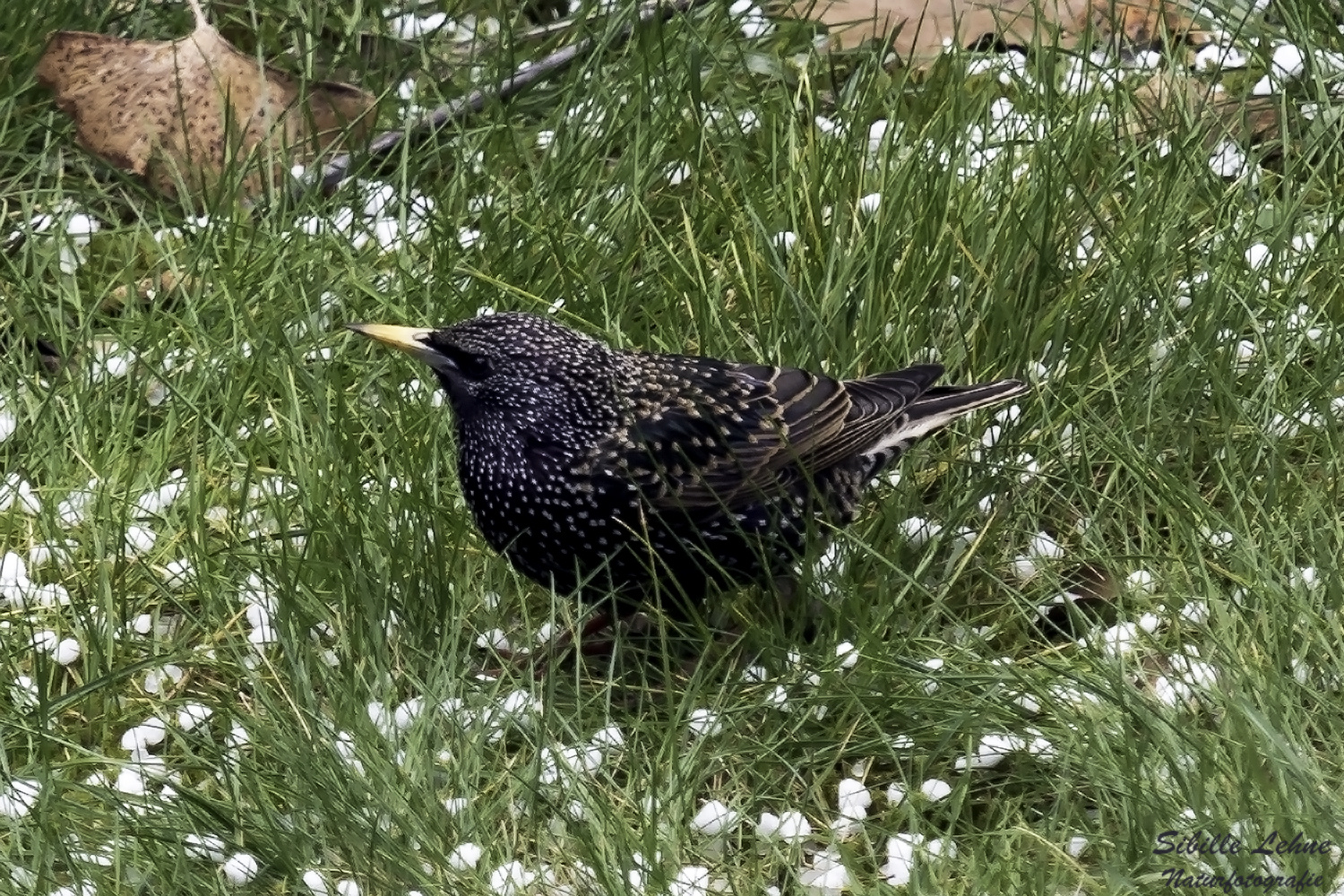 Projekt "Tiere in unserem Garten"