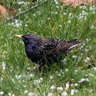 Projekt "Tiere in unserem Garten"