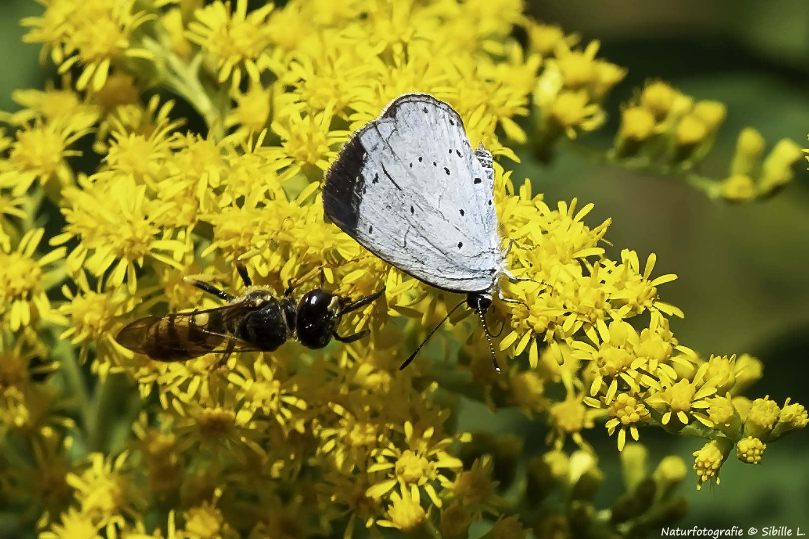 Projekt "Tiere in unserem Garten"