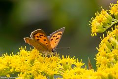 Projekt "Tiere in unserem Garten"