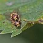  Projekt " Tiere in unserem Garten " : Gemeine Doldenschwebfliege