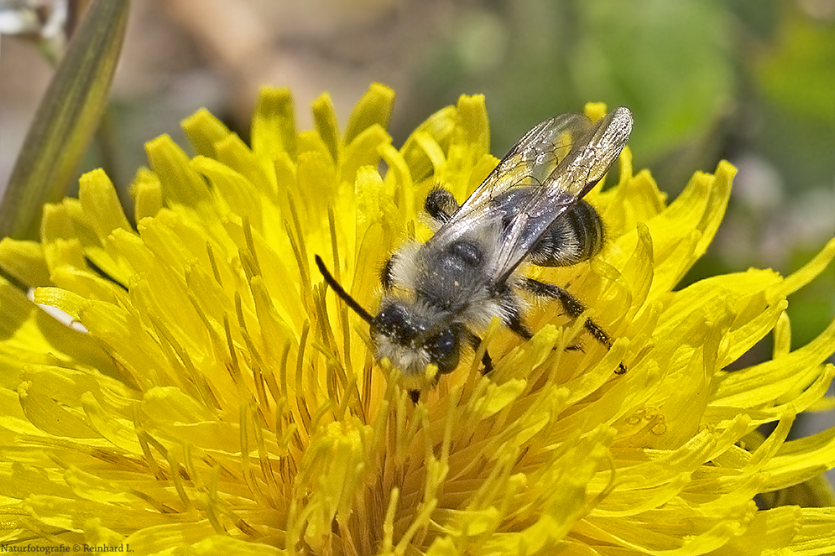 Projekt " Tiere in unserem Garten " : Graue Sandbiene