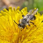 Projekt " Tiere in unserem Garten " : Graue Sandbiene