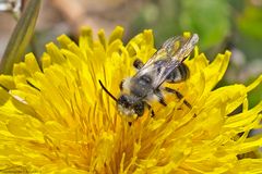 Projekt " Tiere in unserem Garten " : Graue Sandbiene