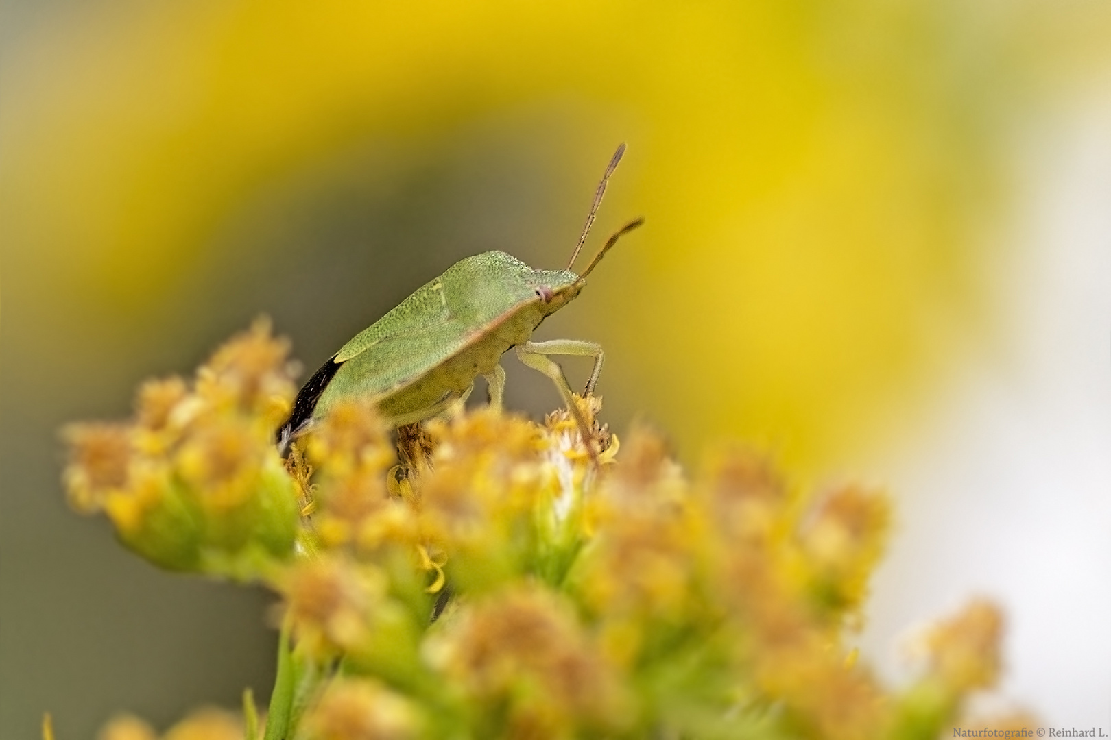 Projekt "Tiere in unserem Garten" : Grüne Stinkwanze