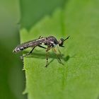  Projekt " Tiere in unserem Garten " : Höcker-Habichtsfliege  