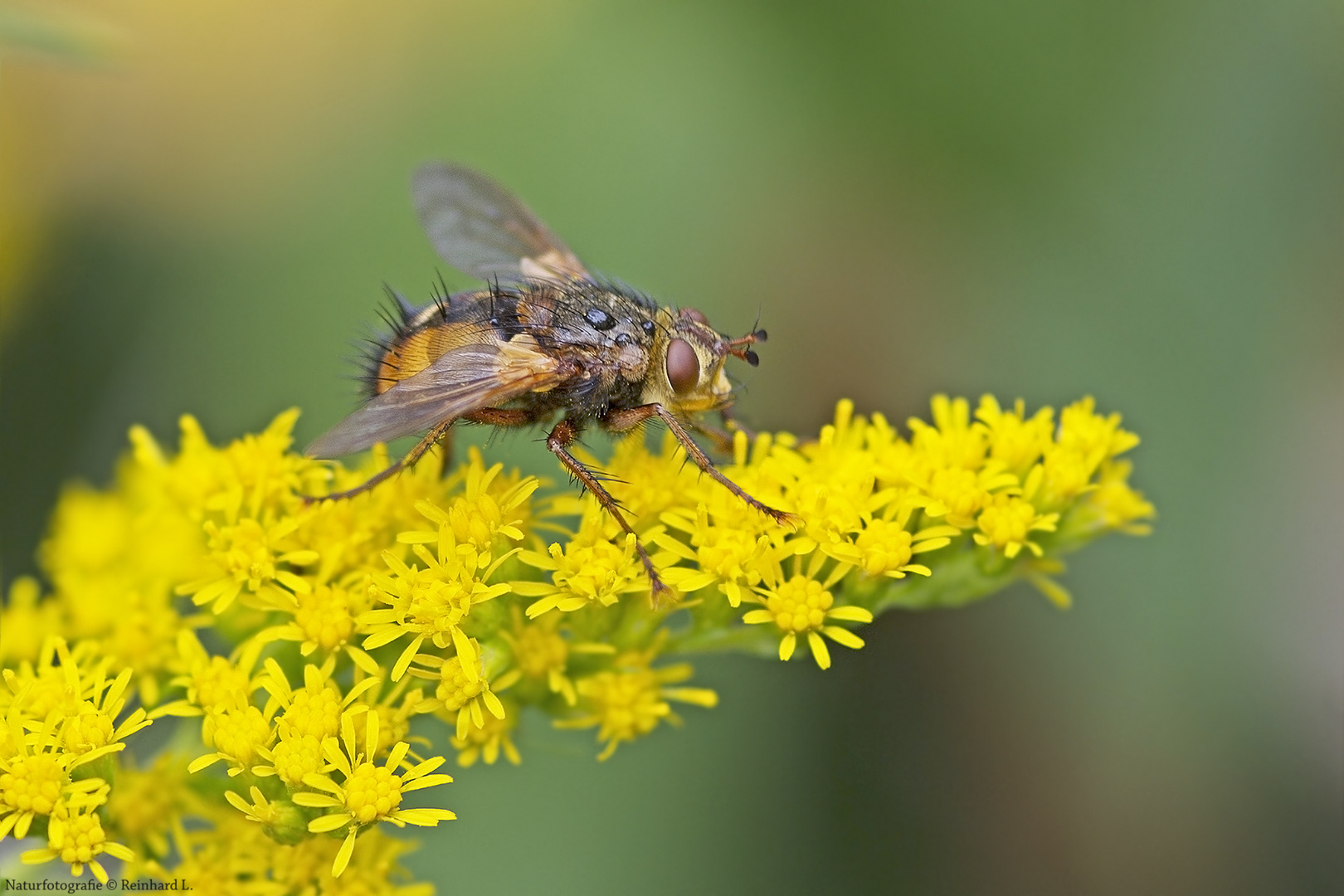 Projekt " Tiere in unserem Garten " :  Igelfliege