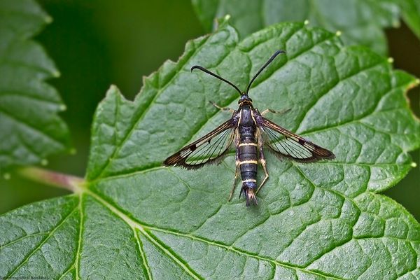 Projekt "Tiere in unserem Garten" :  Johannisbeer-Glasflügler
