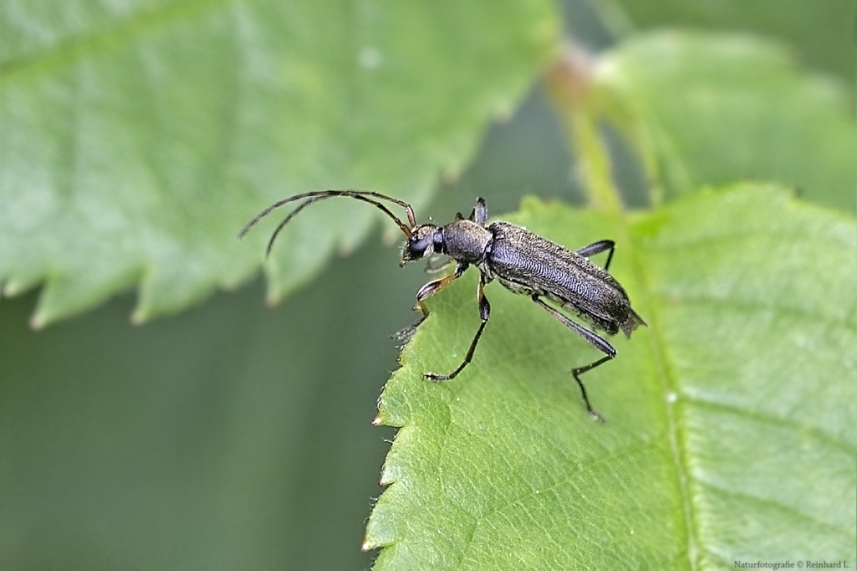 Projekt " Tiere in unserem Garten " :Mattschwarzer Blütenbock