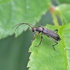 Projekt " Tiere in unserem Garten " :Mattschwarzer Blütenbock