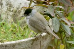 Projekt "Tiere in unserem Garten" Mönchsgrasmücke