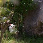 Projekt " Tiere in unserem Garten " : Nachbars Katze