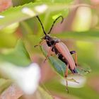  Projekt " Tiere in unserem Garten " :  Roter Halsbock