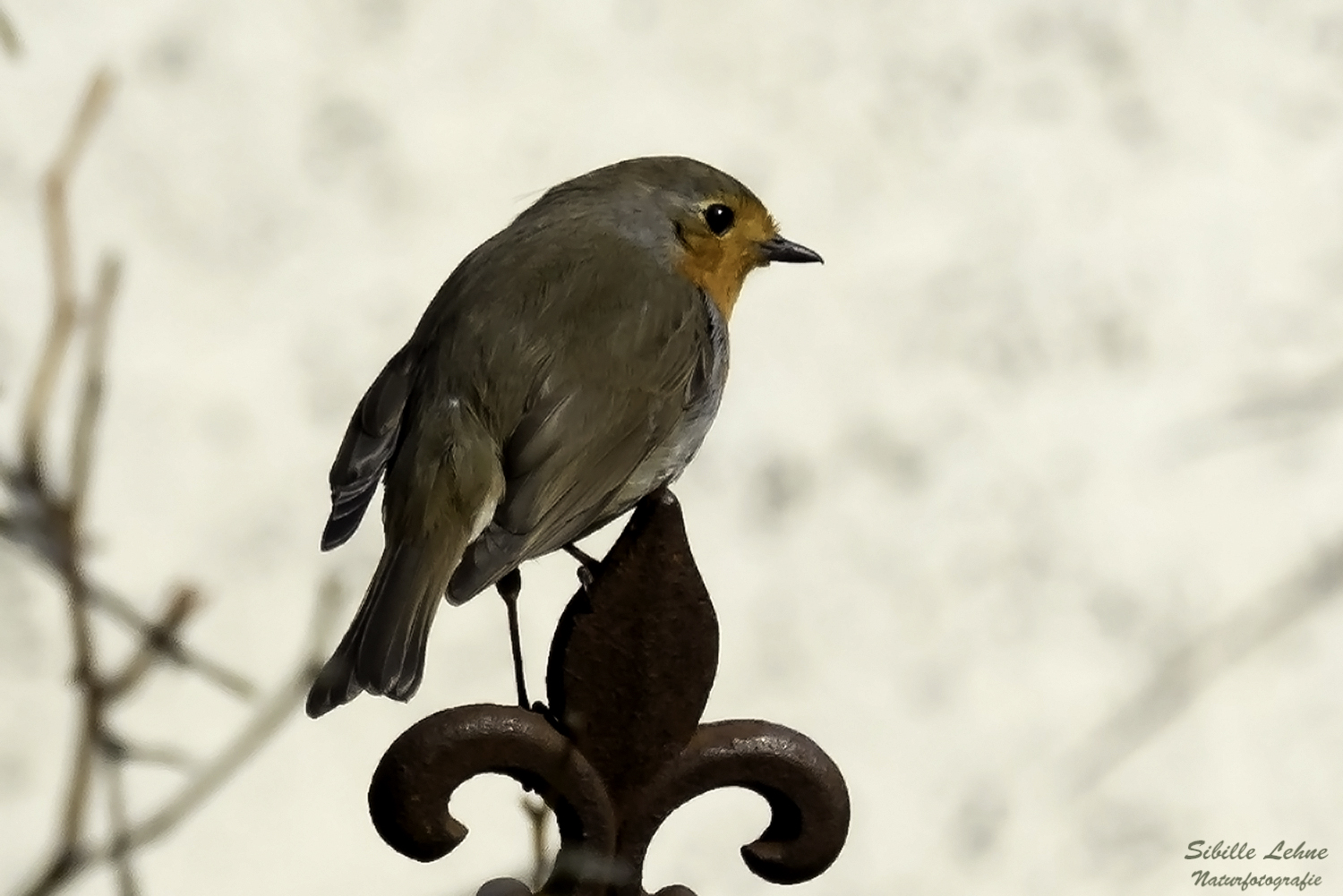 Projekt "Tiere in unserem Garten" Rotkehlchen