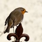 Projekt "Tiere in unserem Garten" Rotkehlchen