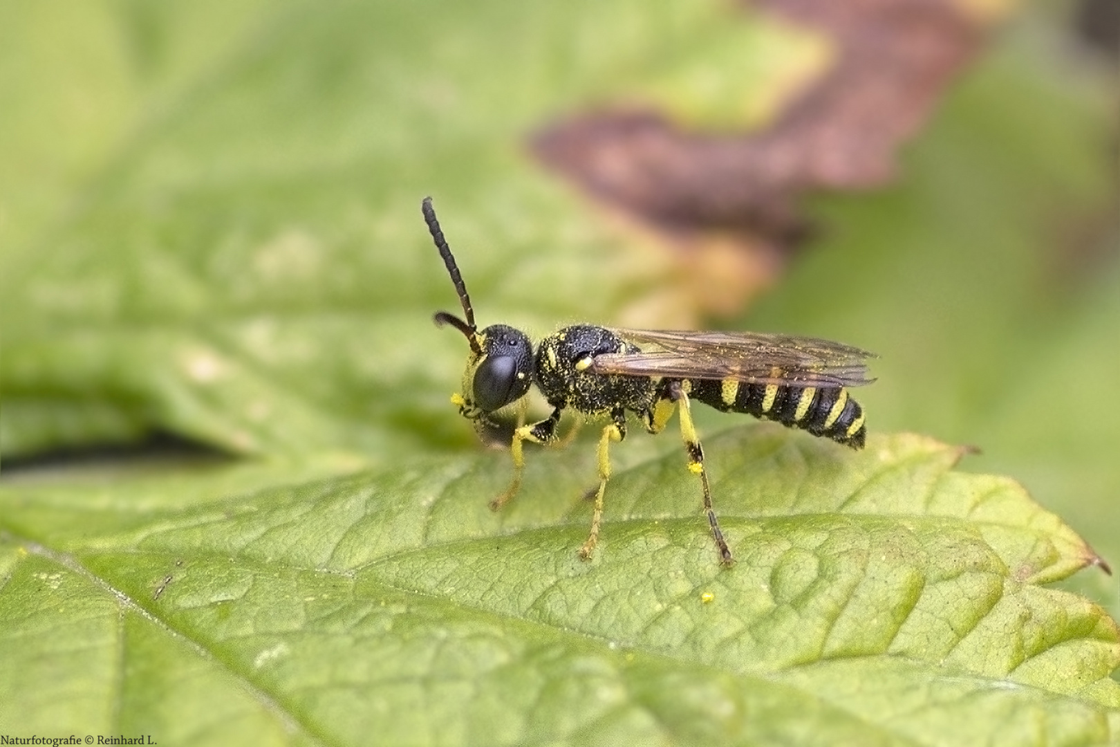  Projekt " Tiere in unserem Garten " : Sandknotenwespe