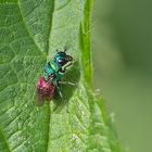 Projekt " Tiere in unserem Garten " : Schneckenhaus-Goldwespe