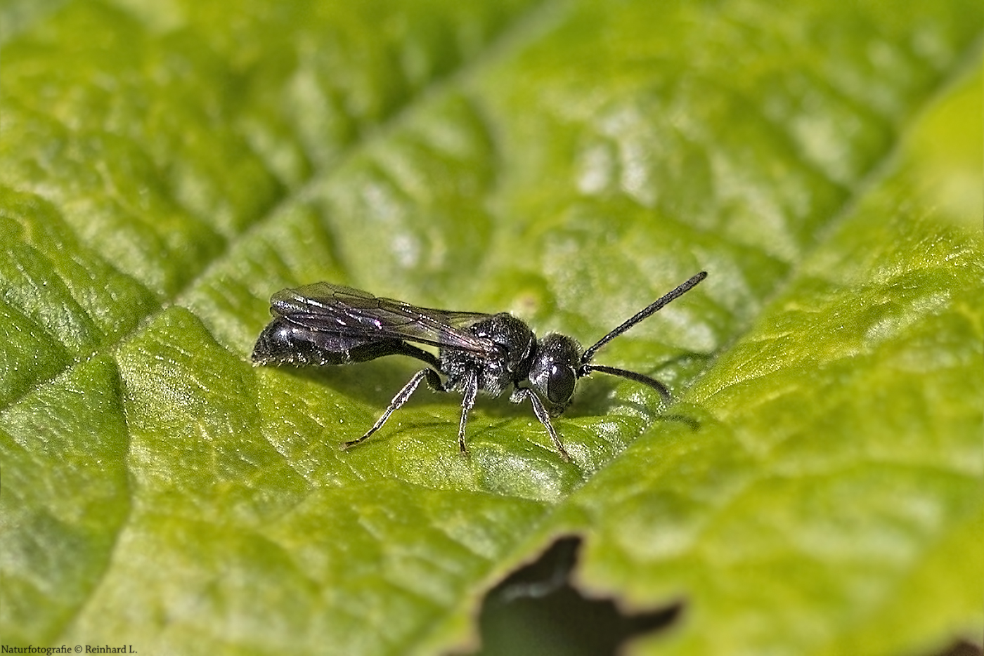 Projekt "Tiere in unserem Garten" : Schwarze Grabwespe