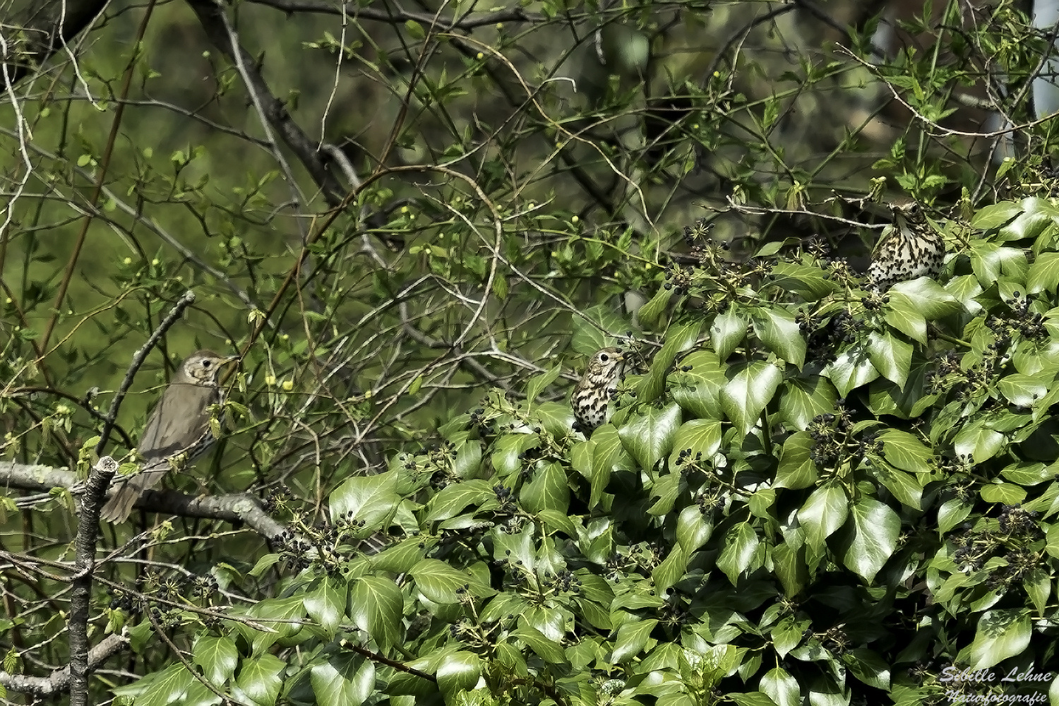 Projekt "Tiere in unserem Garten" Singdrossel