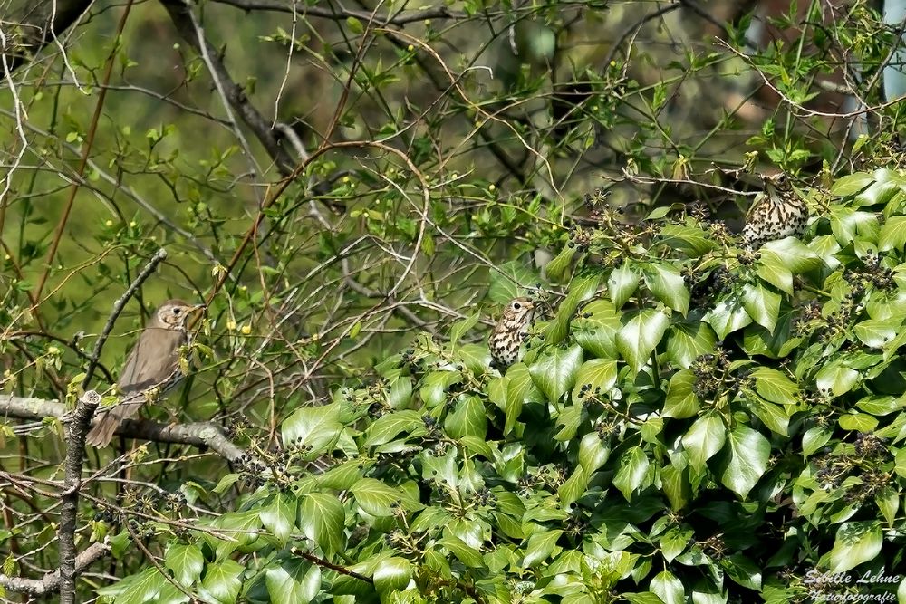 Projekt "Tiere in unserem Garten" Singdrossel