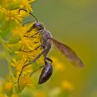  Projekt "Tiere in unserem Garten" : Stahlblauer Grillenjäger