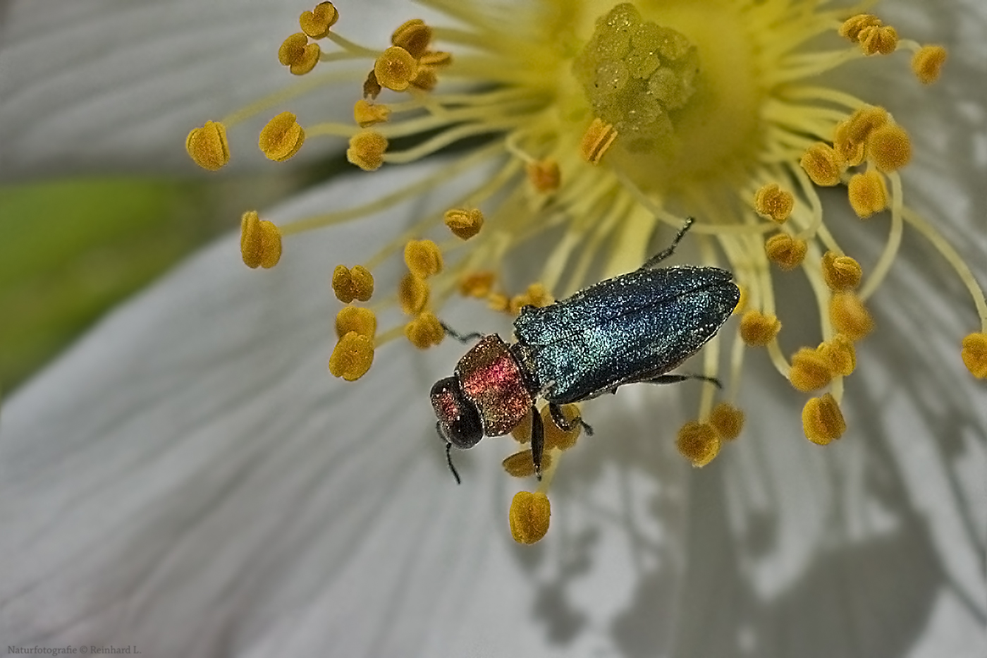 Projekt " Tiere in unserem Garten " : Zierlicher Prachtkäfer