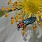 Projekt " Tiere in unserem Garten " : Zierlicher Prachtkäfer