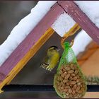 Projekt "Vogelhäuschen"