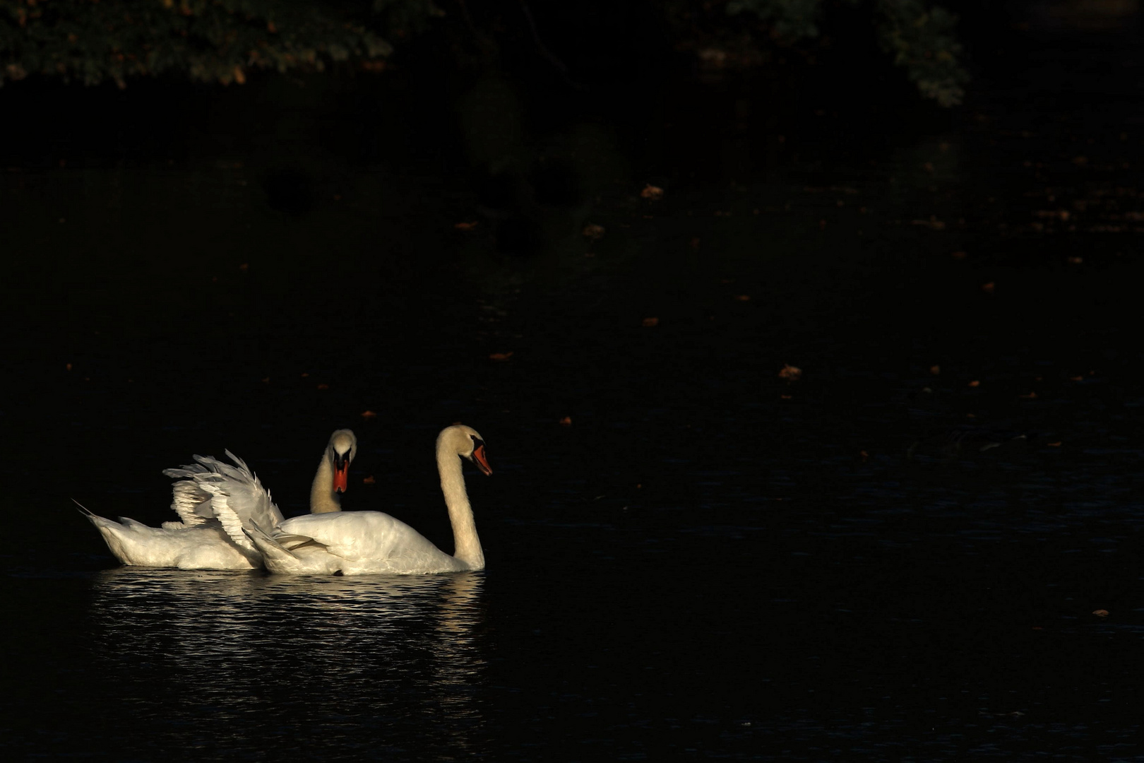 promenade Amoureuse