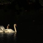 promenade Amoureuse