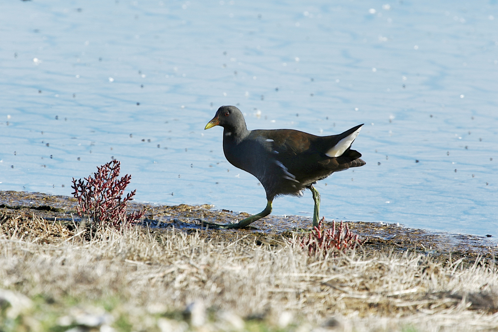 Promenade au bord de l'eau !