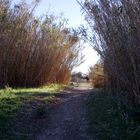 Promenade au "lac" d'Atuech (gard)- 3 -