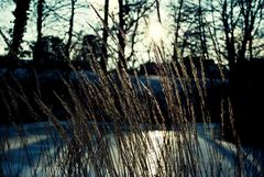 Promenade au parc .....