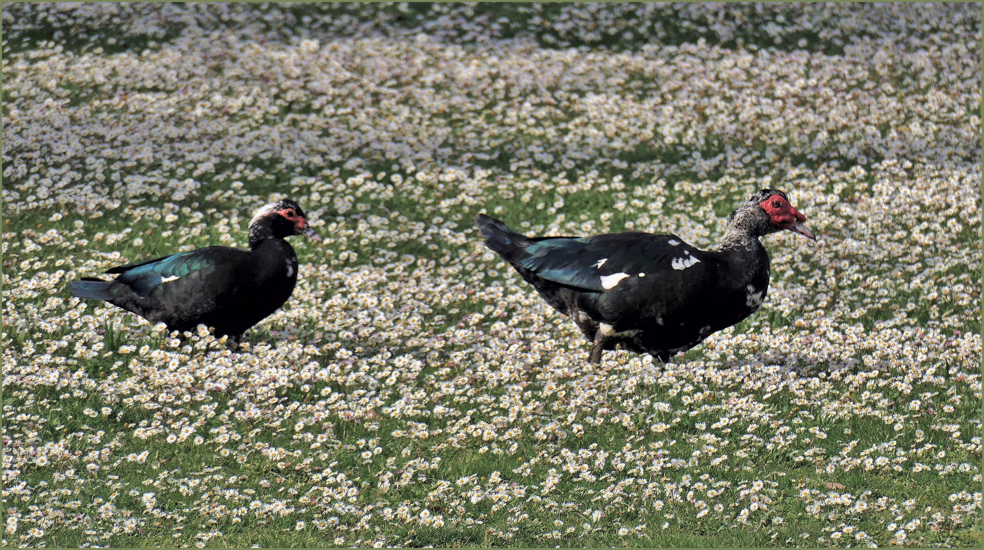 promenade au  ras des pâquerettes .....