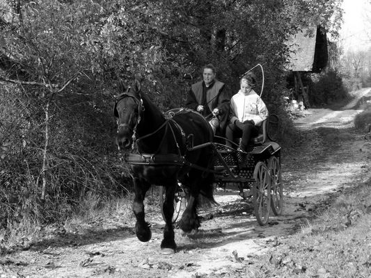 Promenade au trot du cheval