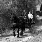 Promenade au trot du cheval