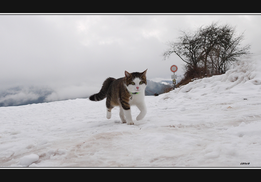 Promenade auf 1000 M.ü.M.