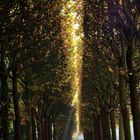 Promenade automnale au Parc de Sceaux...