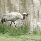 promenade autour du lac !