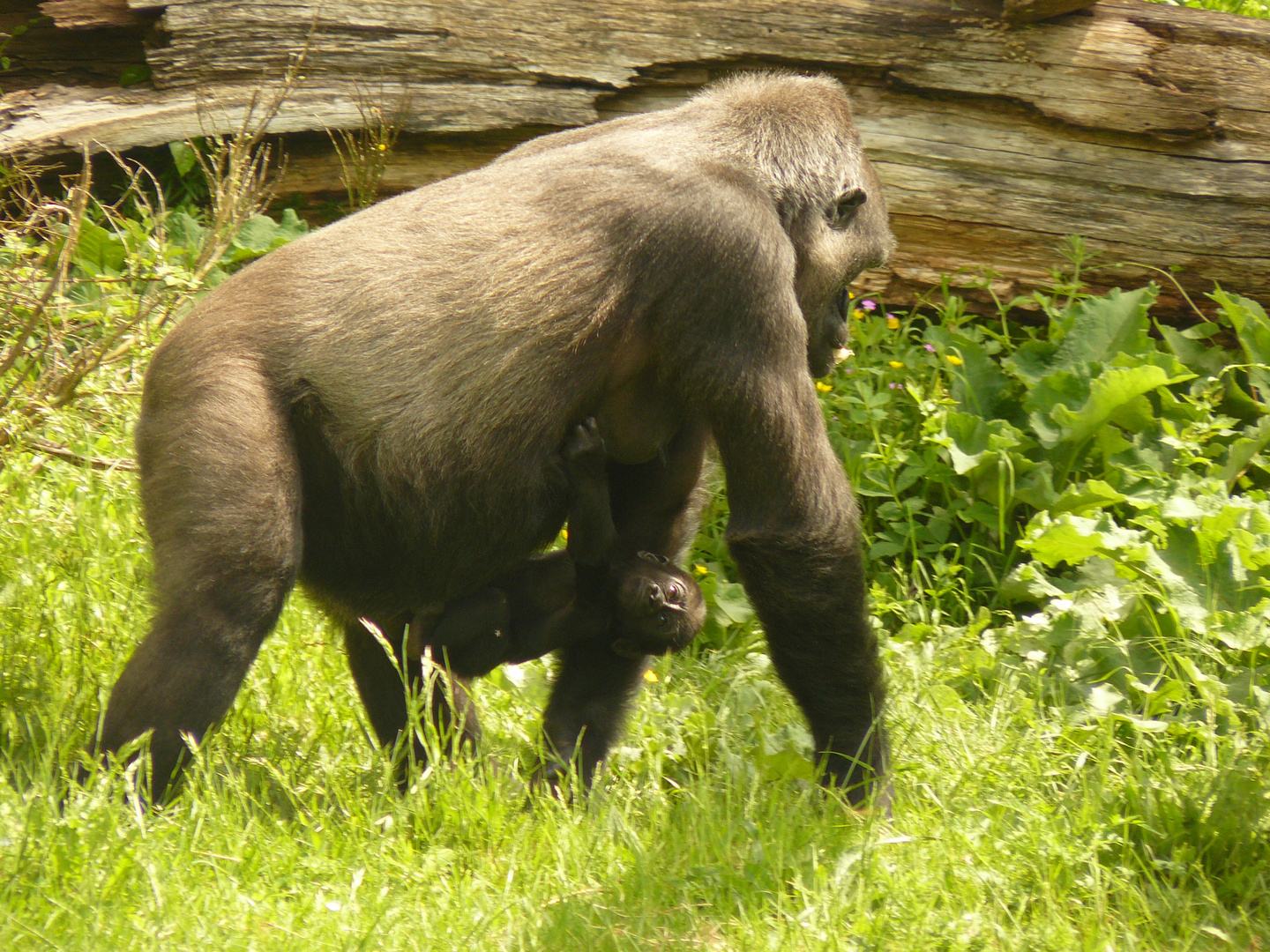 Promenade avec Maman...