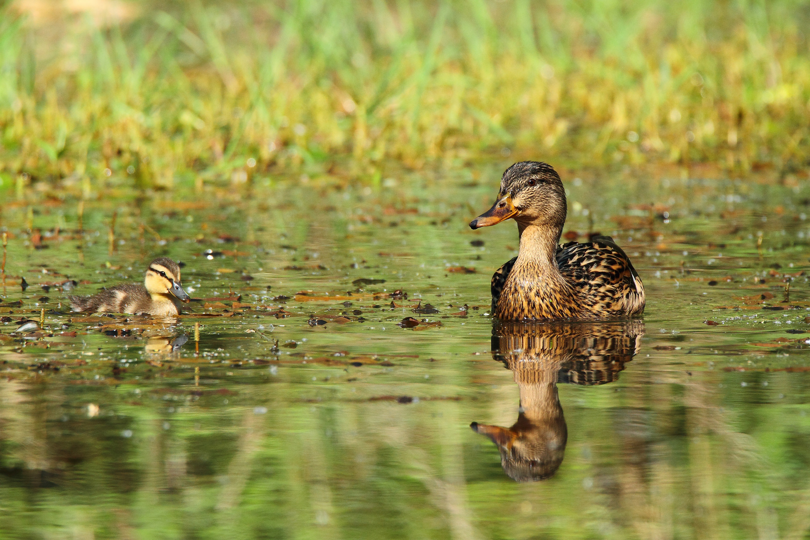 promenade avec maman 