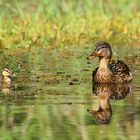 promenade avec maman 