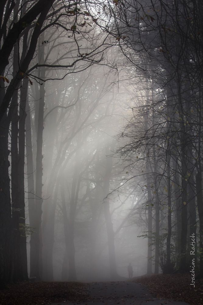 promenade dans la brume