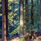 Promenade dans la forêt