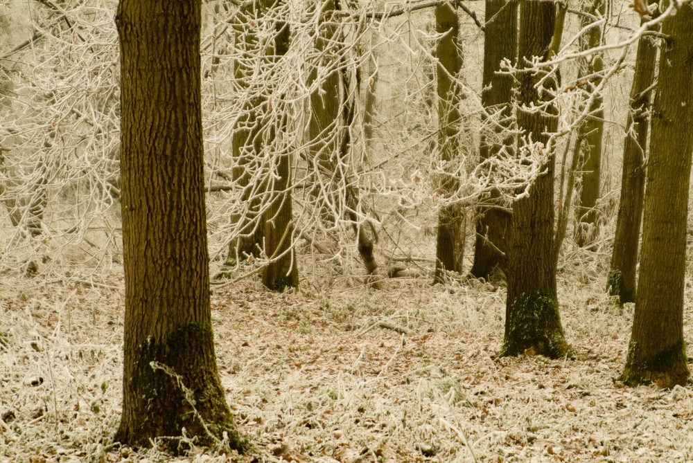 Promenade dans le bois