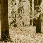 Promenade dans le bois