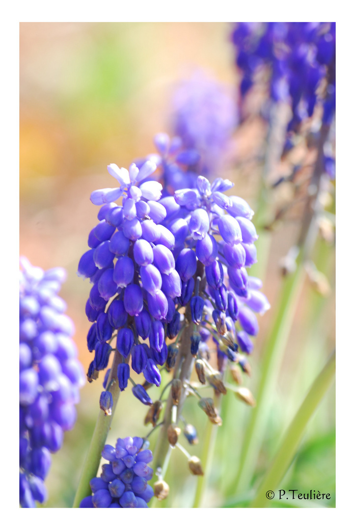 Promenade dans le jardin