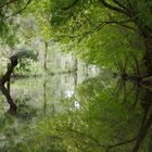 Promenade dans le marais poitevin ....