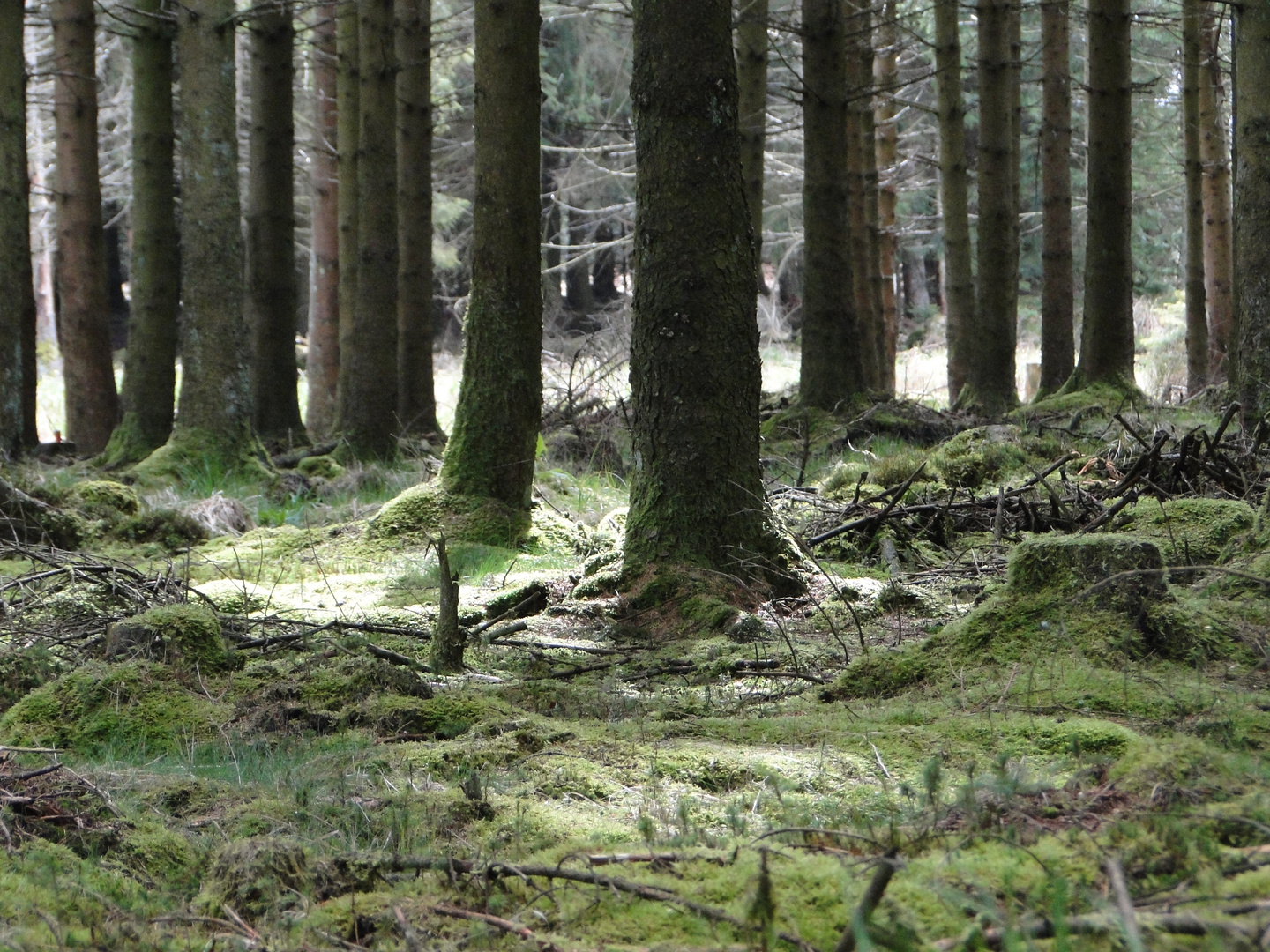 Promenade dans les adennes Belge