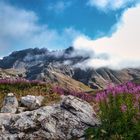 Promenade dans les Alpes